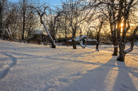 Golden toned sunset in wintry snow covered garden with treesの写真素材