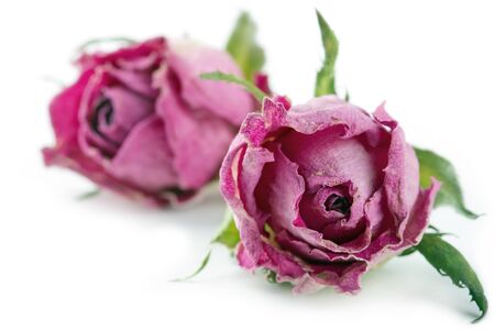 Dried pink roses isolated on white background with shadowsの写真素材