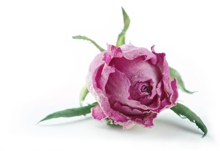 Single faded dry pink rose isolated on white backgroundの写真素材