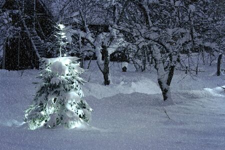 Christmas tree outside in snowy garden with heavy snowfallの写真素材