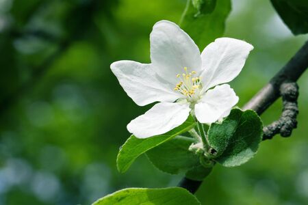 Closeup of single white apple tree flower in green gardenの写真素材