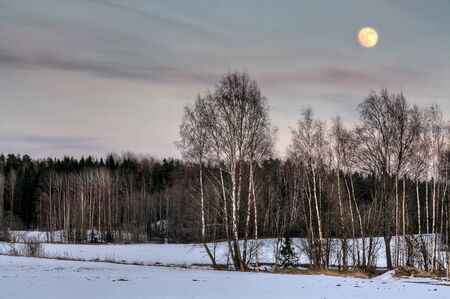 Snow covered winter landscape with birch tree forestの写真素材