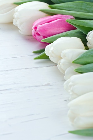 Pink tulip among white tulips on white wooden rustic table - One Of A Kind conceptの写真素材