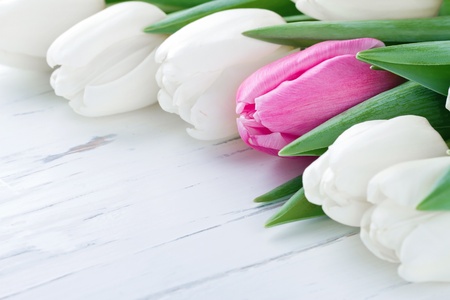 Pink tulip among white tulips on white wooden rustic table - One Of A Kind conceptの写真素材