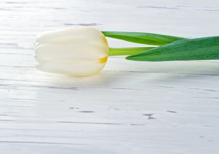 Elegant single white tulip on rustic wooden background with copy spaceの写真素材