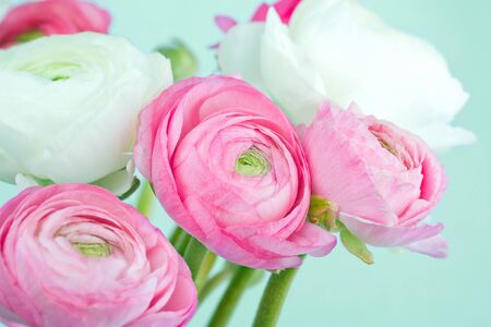 Bouquet of pink and white ranunculus on light blue backgroundの写真素材