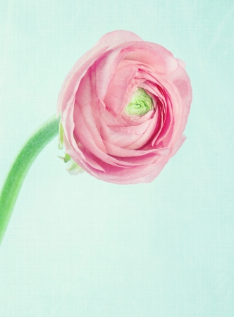 Single pink ranunculus on shabby chic light blue backgroundの写真素材