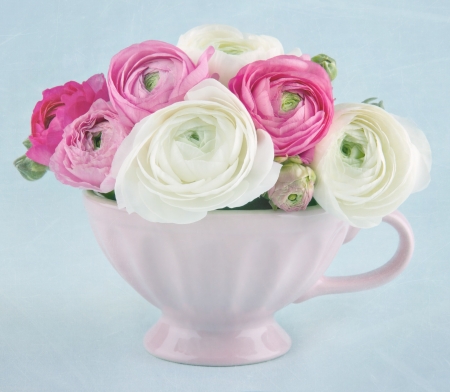 Ranunculus flowers in a pink cup on light blue textured backgroundの写真素材