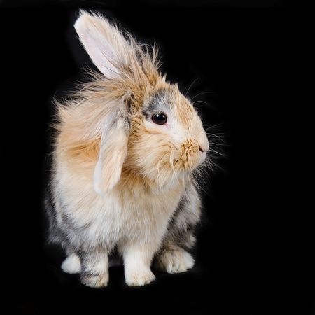 Cute soft beige brown lop rabbit with soft long fur, on black backgroundの写真素材