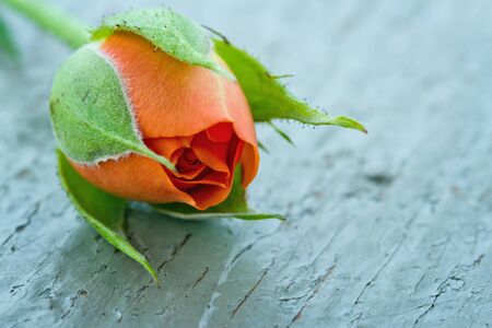 Orange rosebud on old rustic wooden backgroundの写真素材