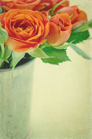 Romantic vintage orange roses with light cream color textured backgroundの写真素材