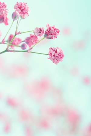 Pink baby's breath flowers on light blue pastel shabby chic textured background, soft and delicate floral patternの写真素材