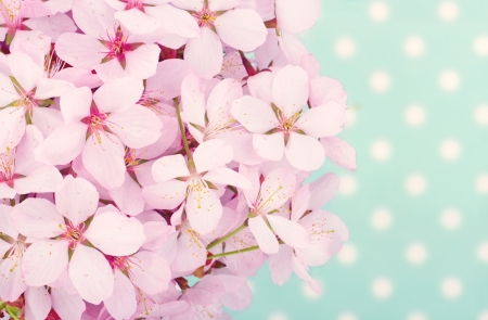 Pink cherry blossom flower bouquet on light blue vintage polkadot backgroundの写真素材