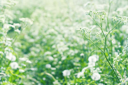 White wild carrot flowers (Queen Annes lace) in a lush green summer meadow with sunlight and shallow focusの写真素材