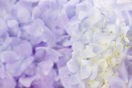 Violet hydrangea flowers with shabby chic textured backgroundの写真素材
