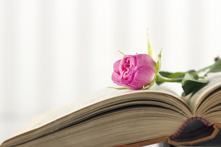Open book with single pink rose on vintage backgroundの写真素材