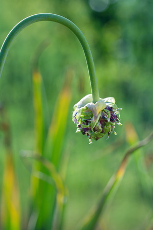 Closeup of fresh garlic growing in a green summer gardenの写真素材
