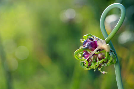 Closeup of fresh garlic growing in a green summer gardenの写真素材