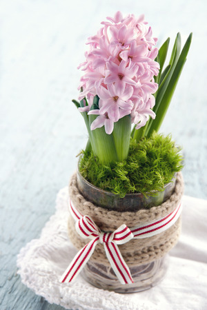 Pink hyacinth flower planted in a glass vase on blue wooden background, traditional Scandinavian Christmas flowerの写真素材