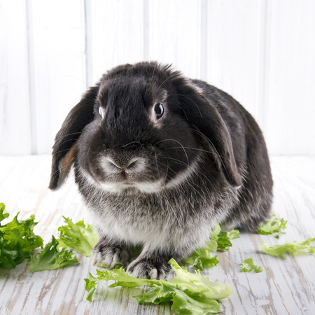 Cute soft black lop bunny rabbit on white wooden studio background with green lettuceの写真素材