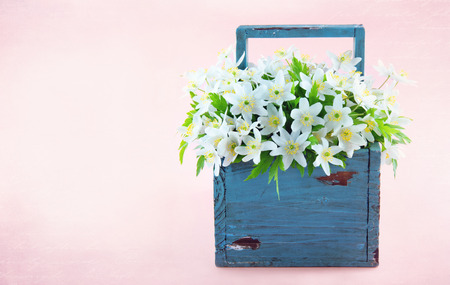 Wood anemone spring wild flowers in a blue wooden basket on pink textured backgroundの写真素材