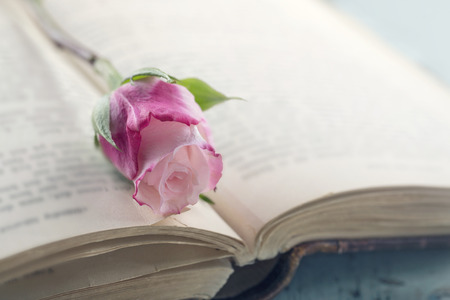 Open book with single pink rose on vintage backgroundの写真素材