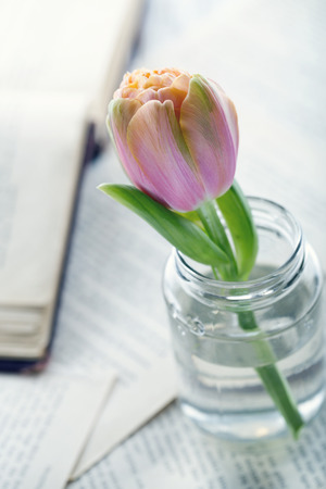 Single tulip with a book background with vintage editingの写真素材