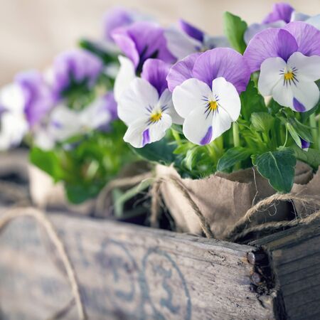 Purple spring violets in a wooden flower box for planting and gardeningの写真素材