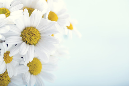 Bouquet of daisy flowers on light blue pastel background with hazy vintage editingの写真素材