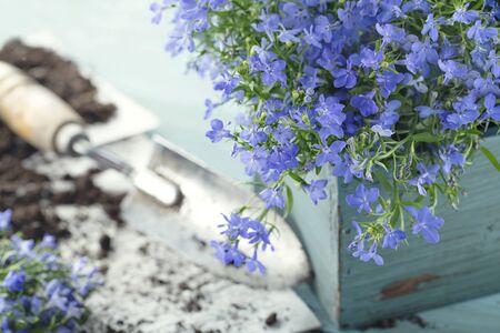 Vintage garden tools and blue flowers - concept for gardeningの写真素材