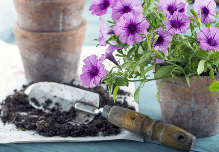 Vintage garden tools and purple flowers in terracotta flower pots - concept for gardeningの写真素材