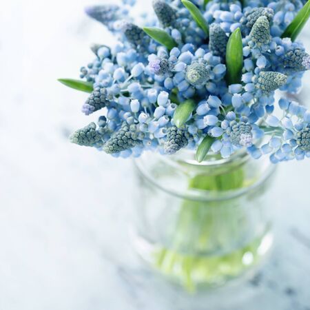 Blue muscari flowers in a glass vaseの写真素材