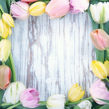 White wooden vintage background with copy space and colorful tulipsの写真素材