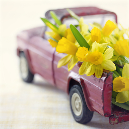 Yellow daffodils in a red vintage toy truckの写真素材