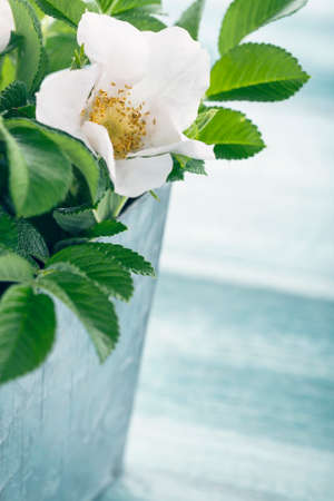 White rose bouquet in metal vase on light blue wooden vintage backgroundの写真素材