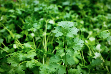Closeup of green coriander leaves