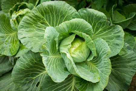 Big cabbage in the garden