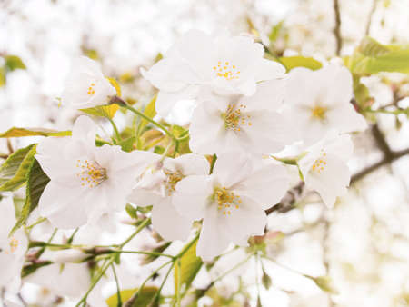 Japan Spring time cherry blossom sakura
