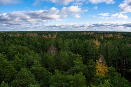 Panorama top view of pine forest in Jurmala, Latvia. Blue cloudy sky. Autumn landscape.の写真素材