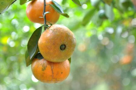 Tangerines fruit on trees in gardenの写真素材