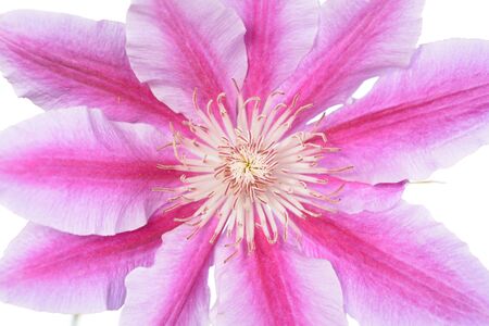 Closeup clematis flower for background usesの写真素材