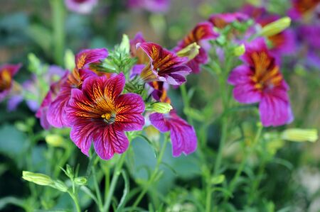 Alstro flowers in garden on daytimeの写真素材