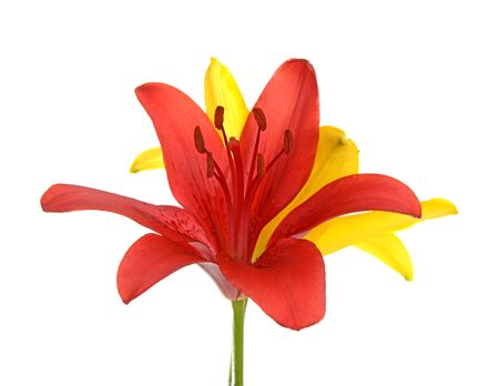 Yellow and red lily flowers isolated on whiteの写真素材