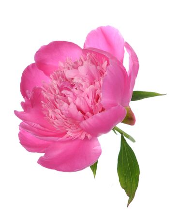 Pink peony isolate on whiteの写真素材