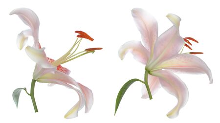 light pastel pink lily on whiteの写真素材