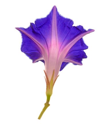 Purple morning glory flower isolated on whiteの写真素材