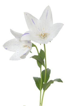 Platycodon grandiflorus flower on white の写真素材