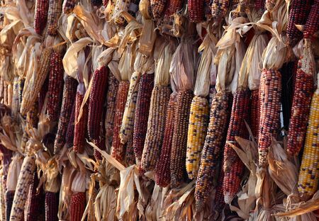 dry corn bunch in the evening lightの写真素材