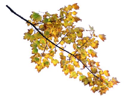 foliage of maple branch isolate on whiteの写真素材