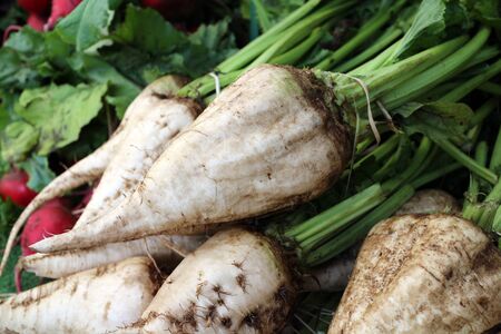 white radish root at the market placeの写真素材
